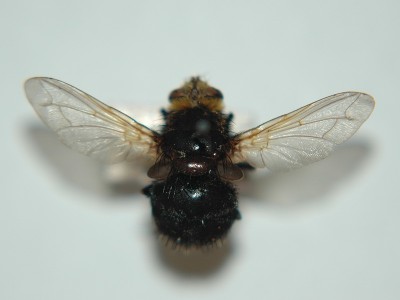 Tachina grossa L. - ?