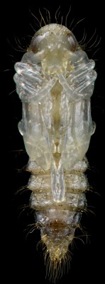 Dasytidae_Dasytes caeruleus pupa.jpg