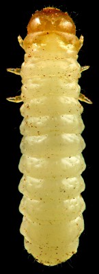 Melandryidae_Orchesia.jpg