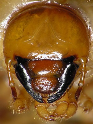 Lucanidae_Lucanus cervus glowa.jpg