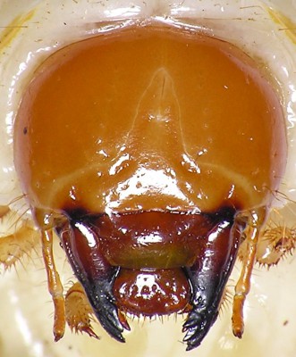 Lucanidae_Dorcus parallelepipedus glowa.jpg