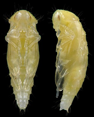 Scraptiidae_Anaspis frontalis pupa.jpg
