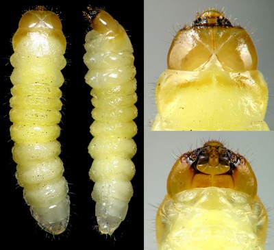 Cerambycidae_Stenurella nigra.jpg