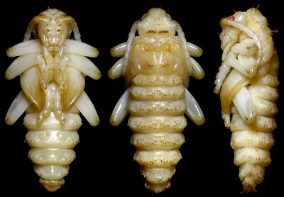 Cerambycidae_Rhagium mordax pupa.jpg