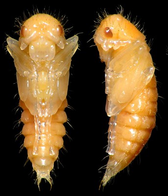 Malachiidae_Malachius cf bipustulatus pupa.jpg