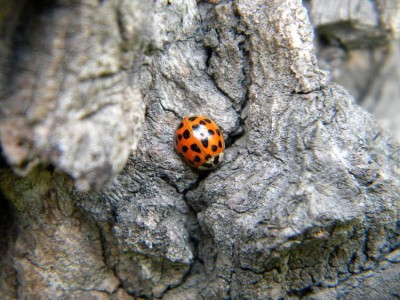 Harmonia axyridis.JPG