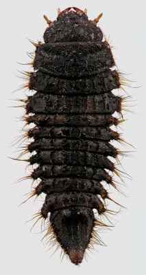 Nosodendridae_Nosodendron fasciculare.jpg