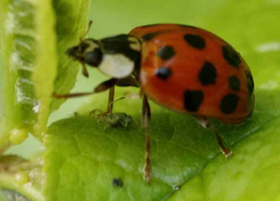 H_axyridis_XT92_24-04-2010z.jpg