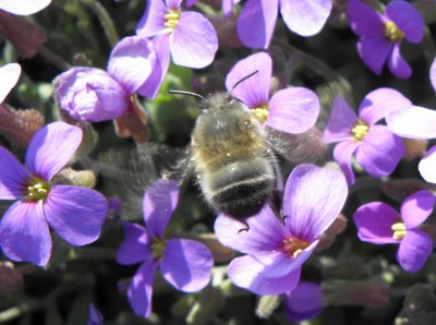 Anthophora2