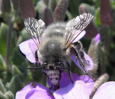 Anthophora