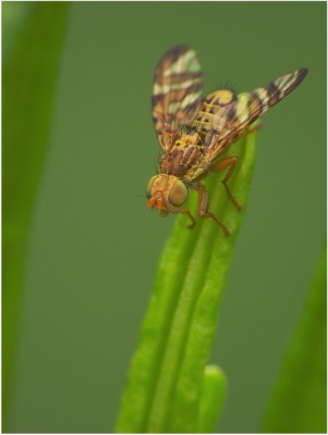 Tephritidae.jpg