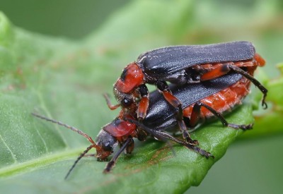 Cantharis rustica.jpg