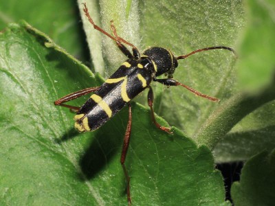 2...Clytus sp.jpg