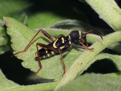 1...Clytus sp.jpg