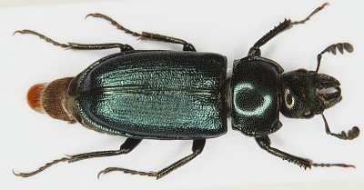 P. caprea