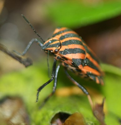 Graphosoma_lineatum.jpg