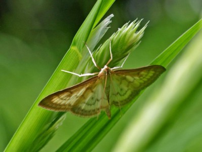 1. Perinephela lancealis   =Paratalanta hyalinalis07 120x.jpg