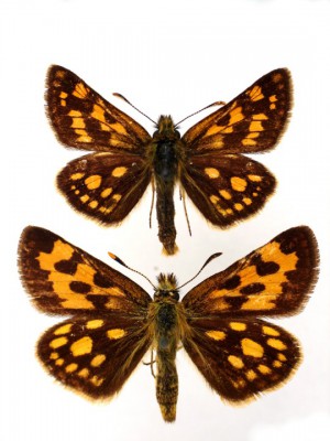 Carterocephalus sp.jpg