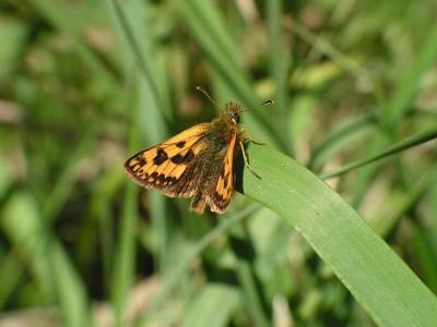 c.silvicolus_female.JPG