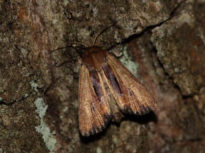 Xylomoia graminea (Graeser, 1889) - Podkarpacie, EA93. 2010.06.09.