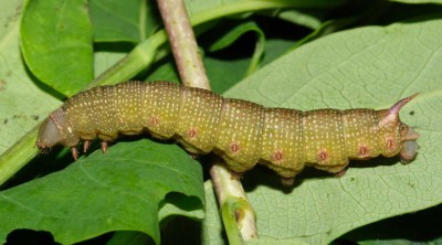 H. fuciformis - gąsienica przed przepoczwarczeniem.jpg