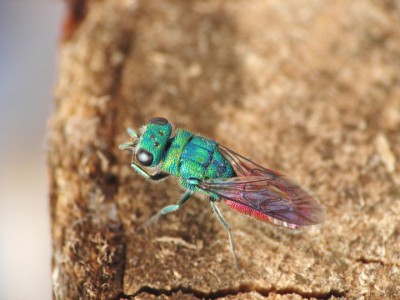 Chrysis ignita.jpg