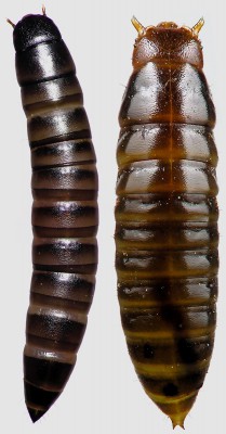 Od lewej: Platydema violaceum; Scaphisoma metallicum