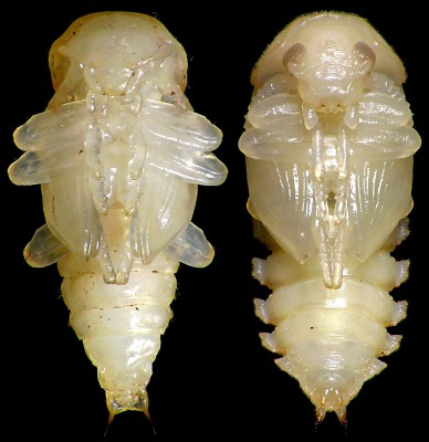 Od lewej: Bolitophagus reticulatus; Platydema violaceum
