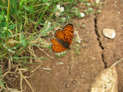 Melitaea didyma.jpg