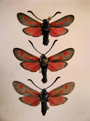 Zygaena brizae.jpg