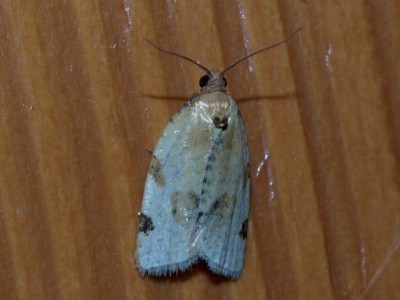 Paramesia gnomana= Clepsis spectrana07 239.jpg