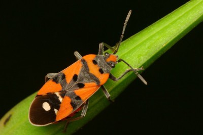 na tymże ciemiężniku (?) panoszył się rzadki u nas rycerzyk, Lygaeus equestris