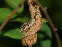 Neptis rivularis (Scopoli, 1763) - odpoczywajaca gasienica.