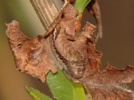 Gąsienica N. rivularis w hibernarium.