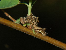 Gąsienica N. rivularis tuz po kolejnym linieniu.