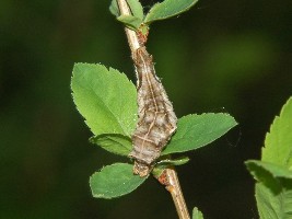 Gasienica N. rivularis - widok z góry.