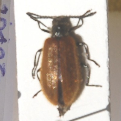 Lagria atripes samica