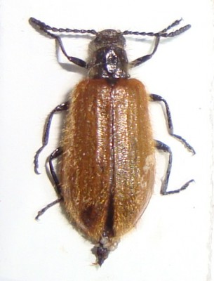 1. Lagria atripes, samica