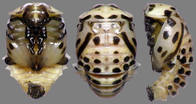 Anatis ocellata pupa.jpg