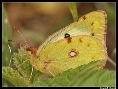 colias.jpg