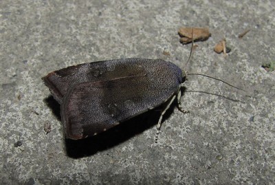 Noctua janthina.jpg