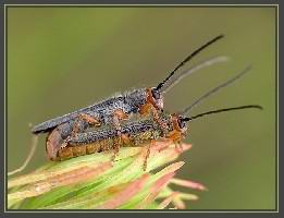 Oberea erythrocephala m1fr.jpg