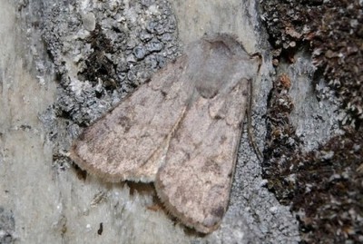 Agrotis cinerea Ponidzie koniec maja