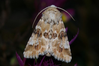 Eremobia ochroleuca Ponidzie I dekada lipca