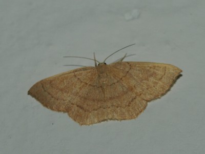 scopula 07 020.jpg