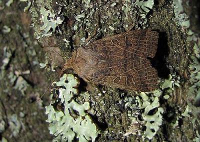 1Agrochola nitida.jpg