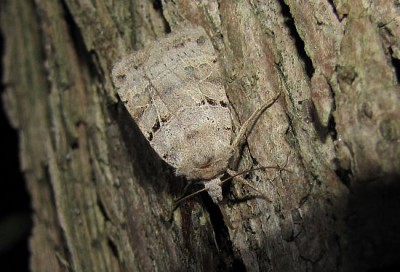 1Chersotis margaritacea.jpg