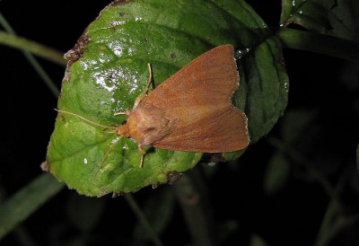 1Noctuidae sp..jpg