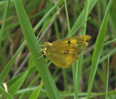PICT2247a Colias hyale 17.8.10 Gdy-Wit CF34.JPG