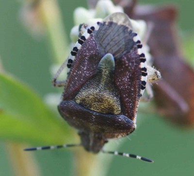 Wygląda na Carpocoris purpureipennis